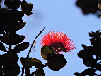 Low angle view of red hibiscus blooming against sky