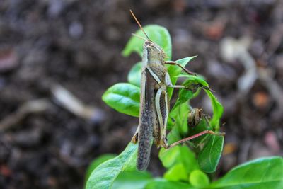 Close-up of insect on leaf