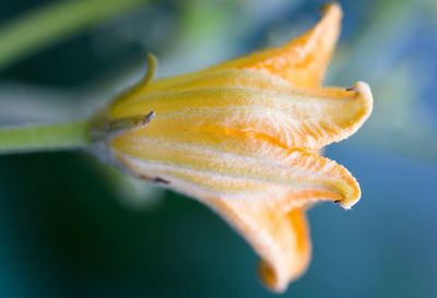 Close-up of yellow flower