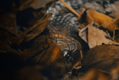 Close-up of lizard