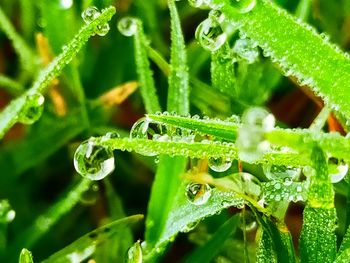Close-up of wet plant