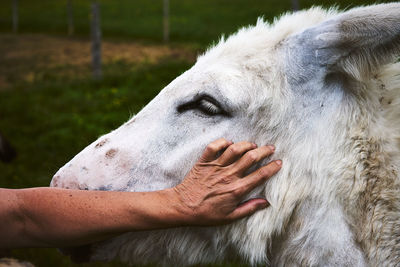 Close-up of horse