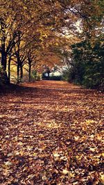 Surface level of autumn leaves