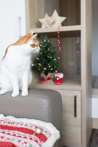 Domestic cat sitting on leather couch next to christmas tree