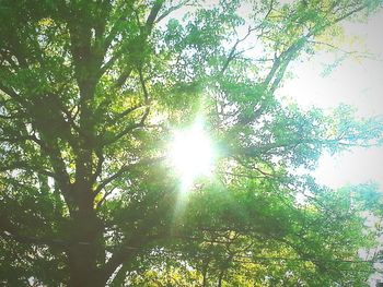 Low angle view of trees against sky