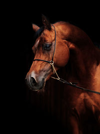 Brown horse standing against black background