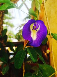 Close-up of purple flowers