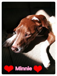 domestic animals