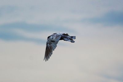 Low angle view of dove flying against sky