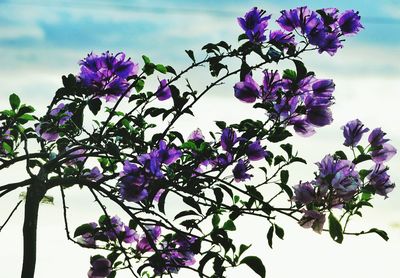 Close-up of purple flowering plant