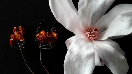 Close-up of white rose against black background