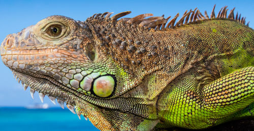 Close-up of a lizard