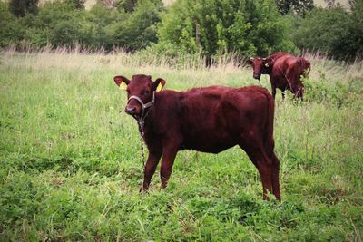 Cow standing in a field