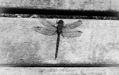 Close-up of dragonfly on wood