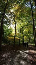 Trees in forest