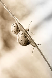 Low angle view of lizard on cable against sky