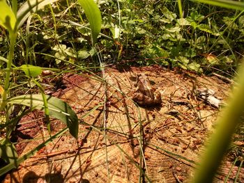 Close-up of snake on grass