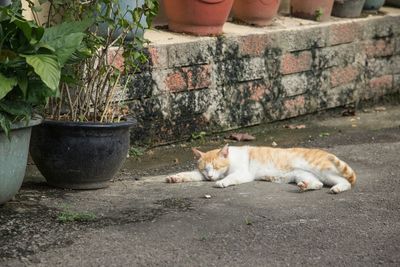 Cat sleeping on couch