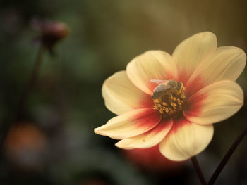 Close-up of flowering plant