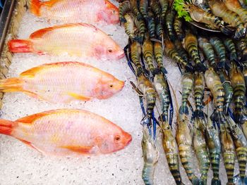 High angle view of fish for sale in market