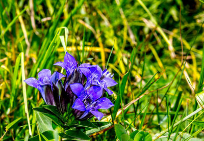 Close-up of purple flowers blooming outdoors