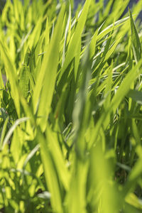 Full frame shot of crops growing on field