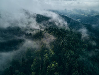 Scenic view of forest against sky