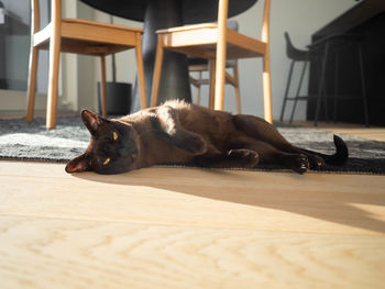 Close-up of dog on floor