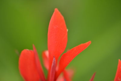 Close-up of red flower