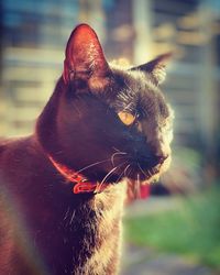 Close-up of cat looking away