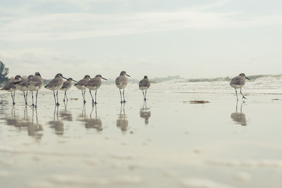 Sandpipers at beach