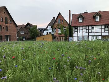 Plants growing on field by buildings against sky