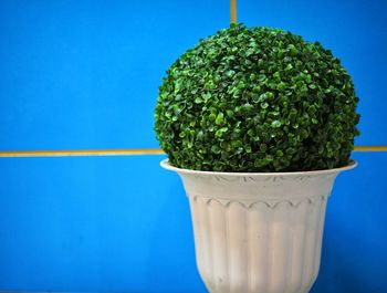 Close-up of potted plant on table against blue background