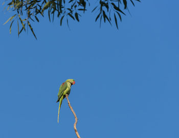 Low angle view of bird perching on branch against clear blue sky