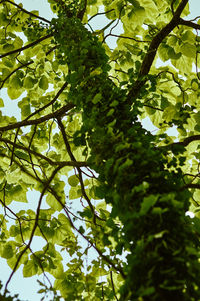 Low angle view of tree leaves