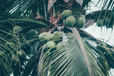 Low angle view of coconut palm tree