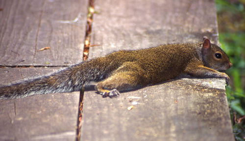 Close-up of squirrel