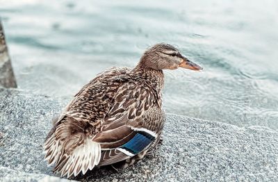 Close-up of a duck in a lake