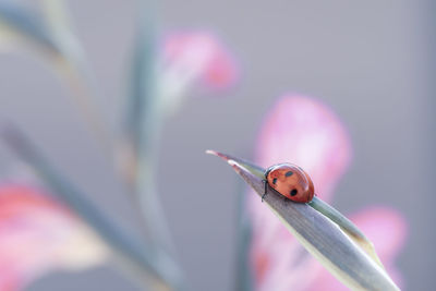 Close-up of ladybug on plant