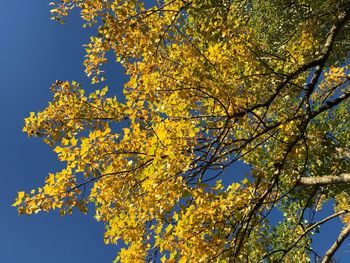 Low angle view of yellow tree against sky