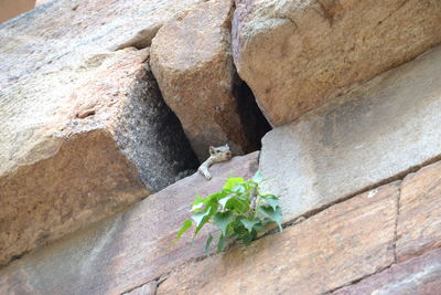 Close-up of plant growing on ground