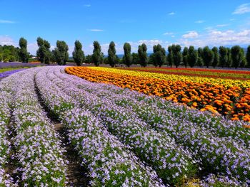 Scenic view of flowering plants on field against sky