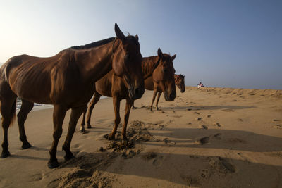 Horse standing at beach