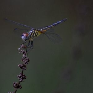 Close-up of dragonfly on flower