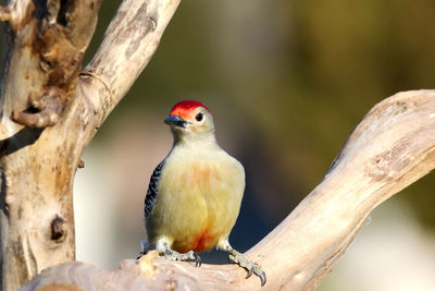 Close-up of bird perching on tree