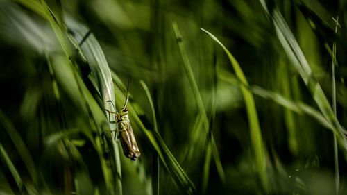 Close-up of insect on leaf