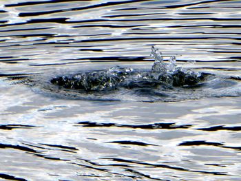 Close-up of duck swimming in water