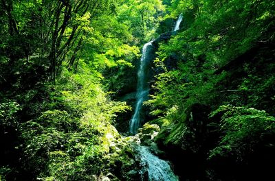 Scenic view of waterfall in forest