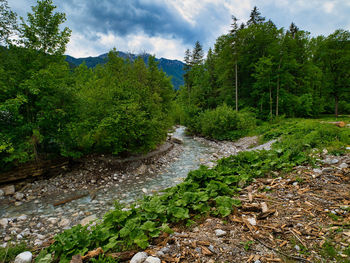 Scenic view of river amidst trees against sky