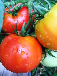 Close-up of wet tomatoes